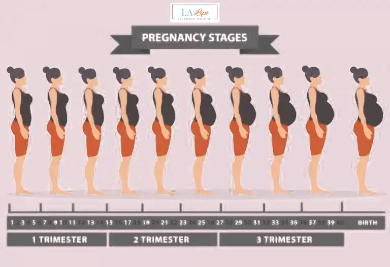 First Trimester (Weeks 1–12): Early Changes You Might Not Notice Hampstead Heath